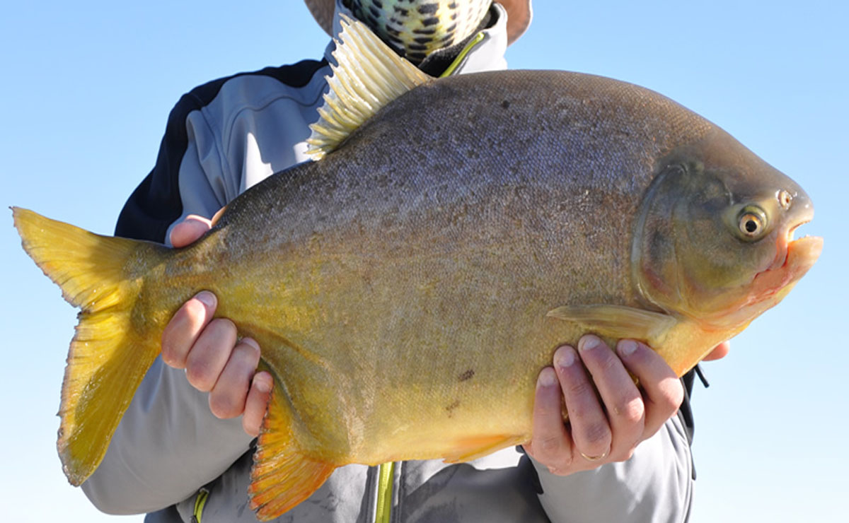 Pacú pescado en el río Paraná