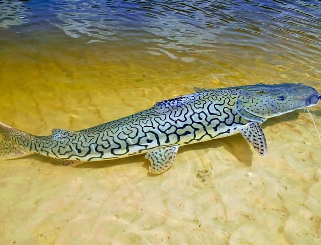 Surubí pescado en el río Paraná